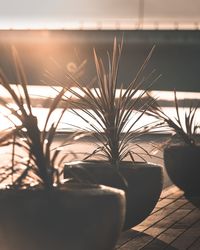 Close-up of potted plant against sky