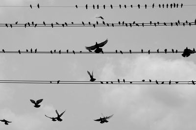 Low angle view of silhouette birds flying against sky