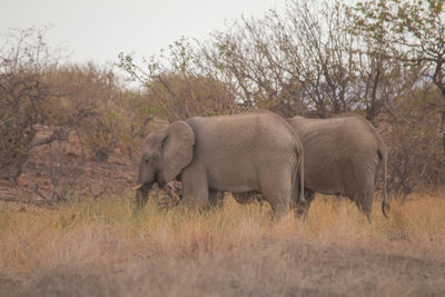 View of elephant on field