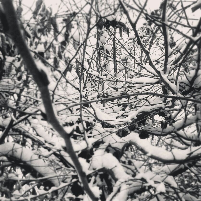 branch, tree, bare tree, nature, leaf, growth, low angle view, close-up, twig, focus on foreground, day, tranquility, no people, outdoors, selective focus, dry, beauty in nature, season, plant, full frame