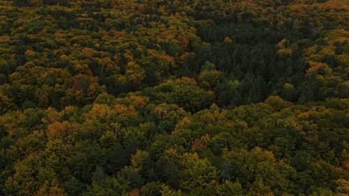 Autumn woodscape