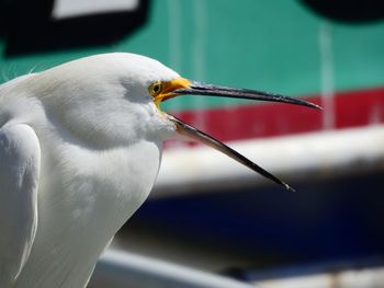 Close-up of seagull perching