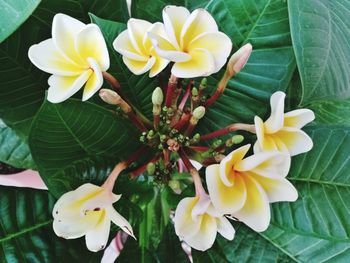 Close-up of yellow flowering plants