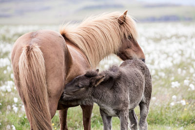 Horse standing on field