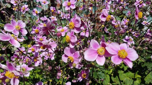 Close-up of pink flowers blooming outdoors