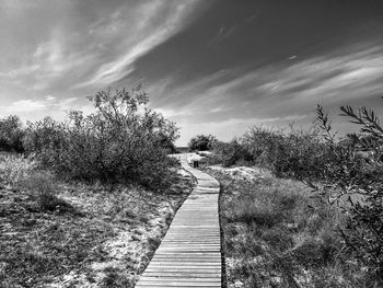 Footpath amidst trees against sky