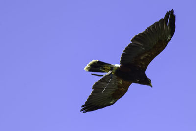 Low angle view of eagle flying against blue sky