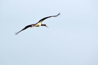 Low angle view of a bird flying