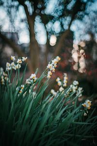 Close-up of flowering plants on field