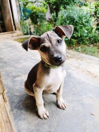 High angle portrait of dog sitting outdoors