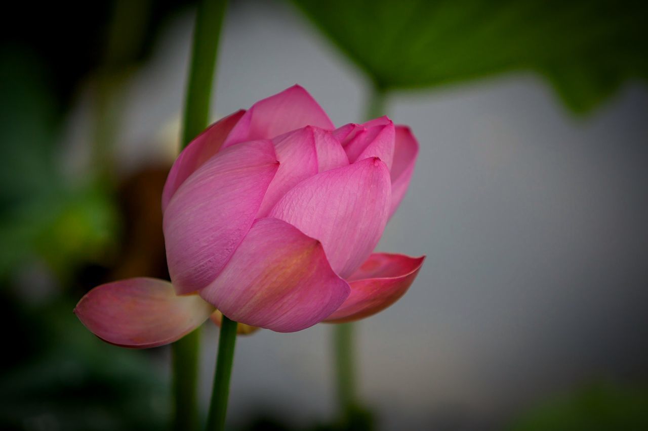 flower, flowering plant, beauty in nature, vulnerability, fragility, pink color, petal, freshness, plant, inflorescence, close-up, flower head, focus on foreground, growth, nature, no people, plant stem, day, outdoors, springtime, lotus water lily