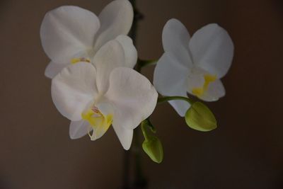 Close-up of white flowers blooming outdoors