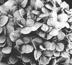 Full frame shot of flowering plants