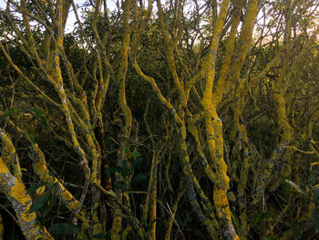 View of trees in forest