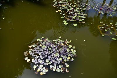 High angle view of purple floating on water