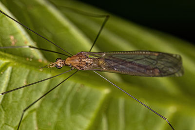 Close-up of insect on plant