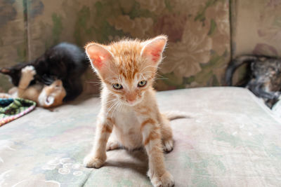 Portrait of kitten sitting on bed at home