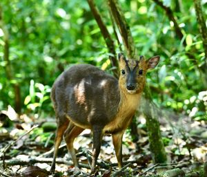 Portrait of deer standing on field