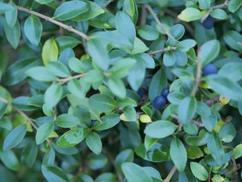 Full frame shot of green leaves