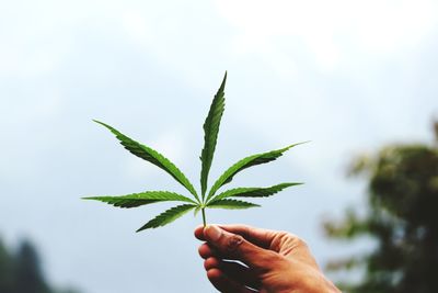 Close-up of hand holding plant