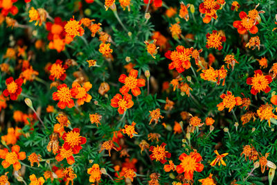 High angle view of orange flowers