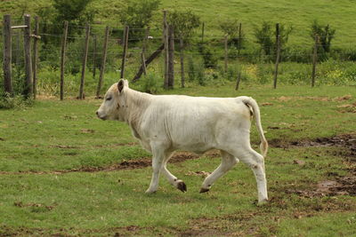 Horse standing in a field