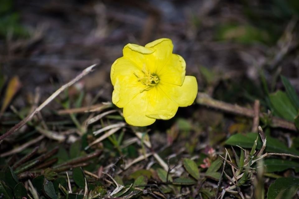 flower, yellow, petal, flower head, fragility, freshness, growth, close-up, beauty in nature, focus on foreground, single flower, blooming, nature, plant, one animal, insect, in bloom, pollen, day, outdoors