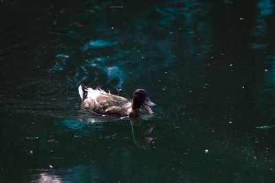 High angle view of ducks swimming in lake