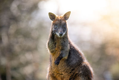 Close-up of kangaroo