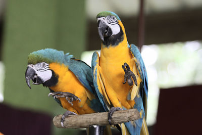 Close-up of two parrots perching on wood