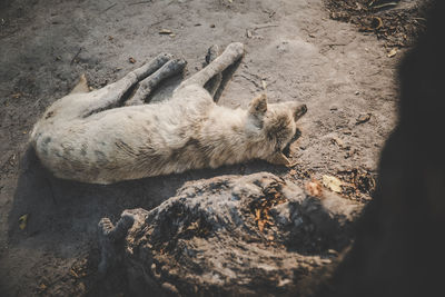 High angle view of dog sleeping