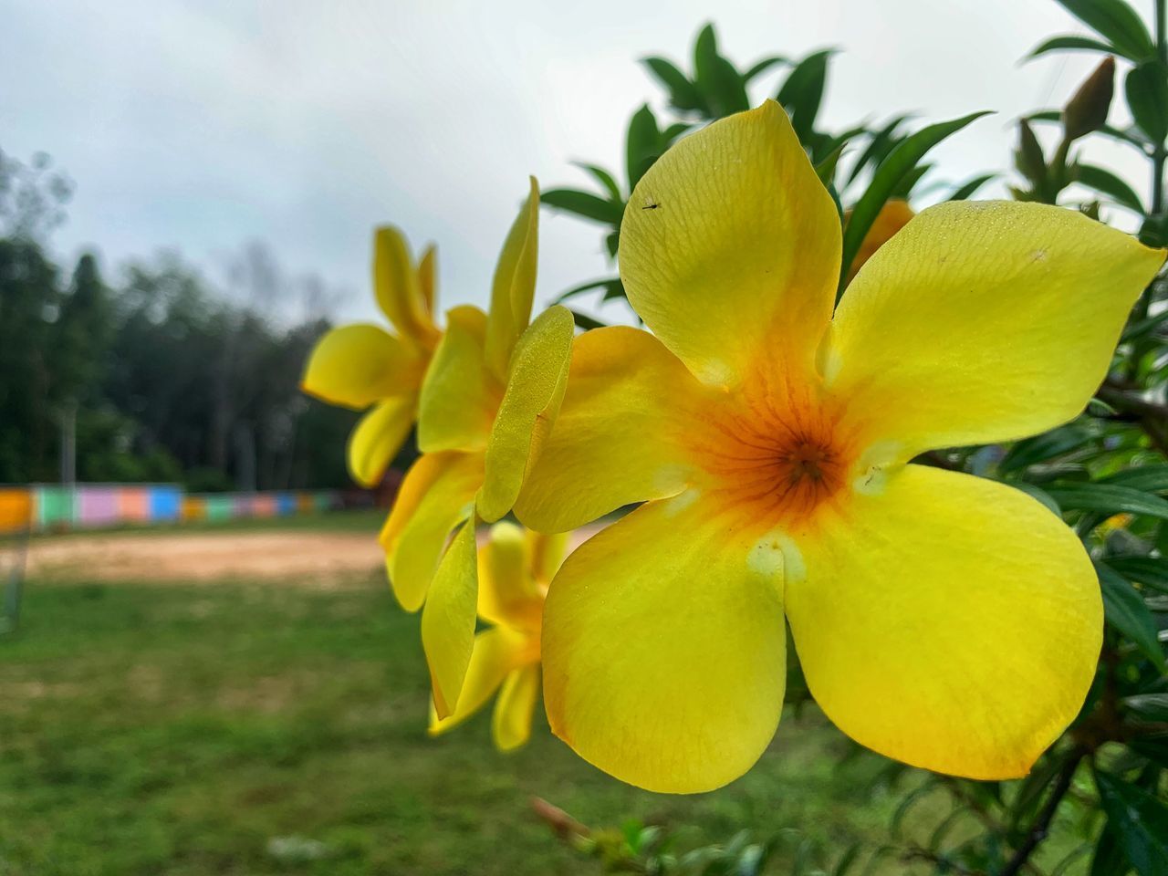 CLOSE-UP OF YELLOW FLOWERING PLANT IN FIELD