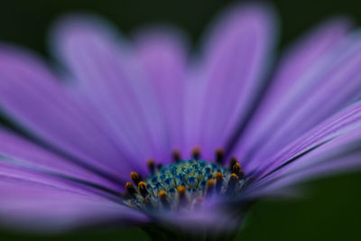 Close-up of purple flower