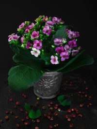 Close-up of pink flowers in vase