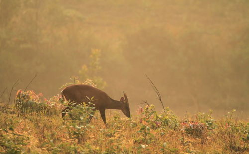 Side view of a horse on field