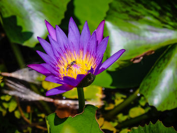 Close-up of purple lotus water lily