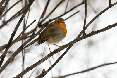 Low angle view of bird perching on branch