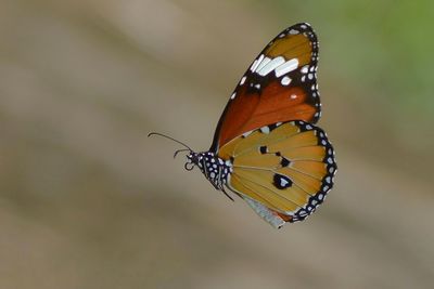 Close-up of butterfly pollinating flower