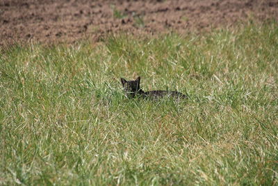 View of cat on grassy field