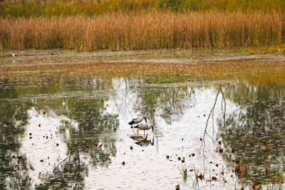 View of ducks swimming in lake