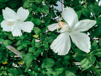 Close-up of white flowering plant