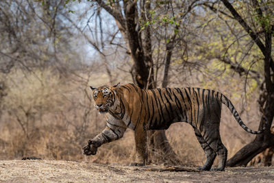 View of a horse in the forest