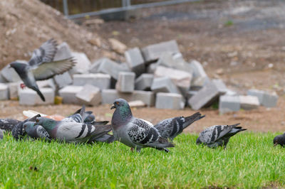 Pigeons on grass