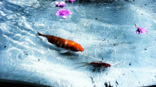 Close-up of koi fish in water