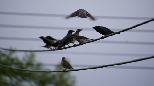 Low angle view of bird perching on cable against sky