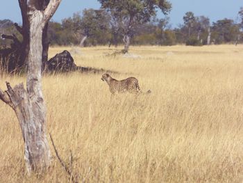 Scenic view of cheeta in field against sky