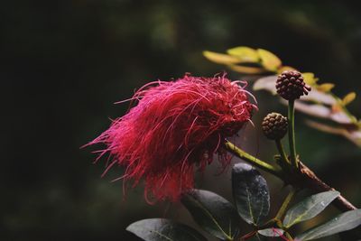 Close-up of pink flowers