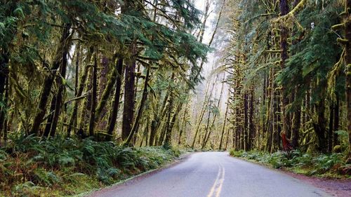 Road amidst trees in forest