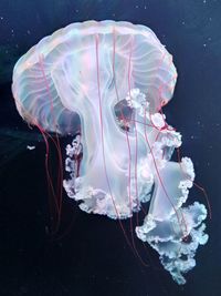 Close-up of jellyfish in sea