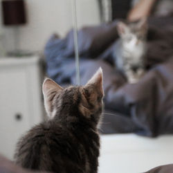 Close-up of kitten sitting